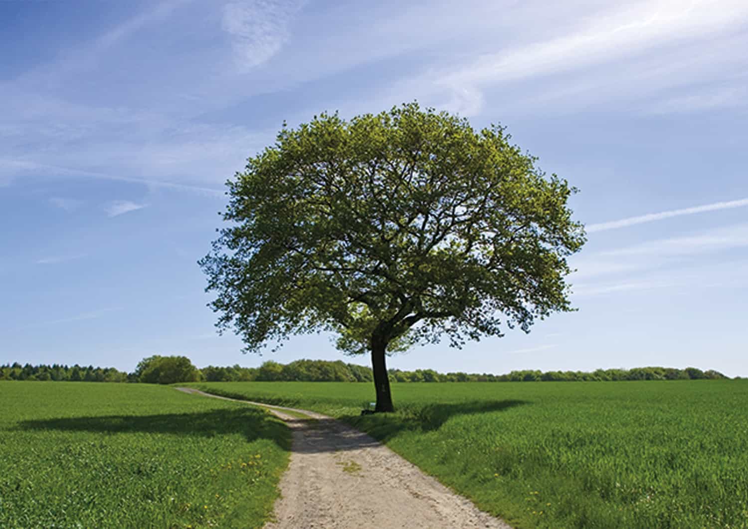 Image non trouvée